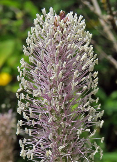 Plantago2