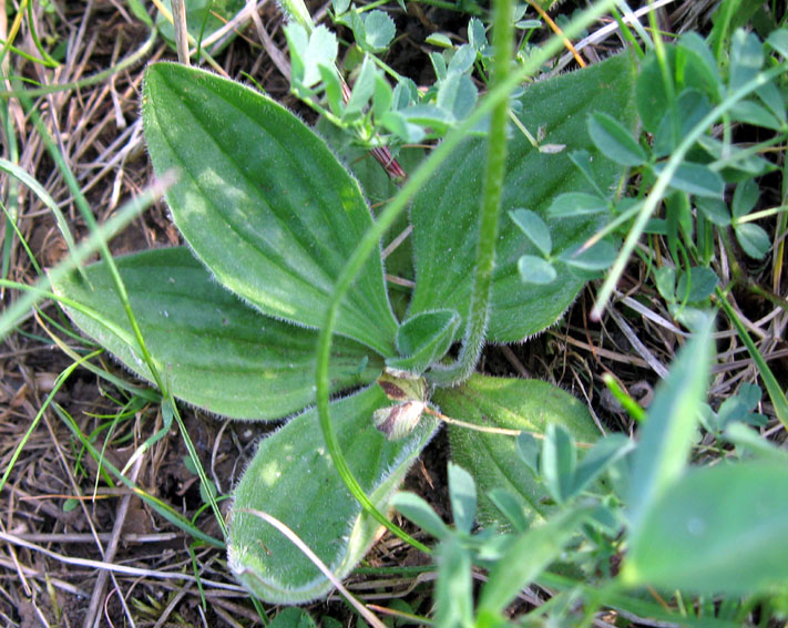 Plantago3