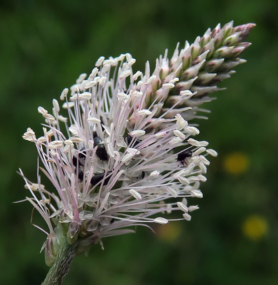 Plantago4a