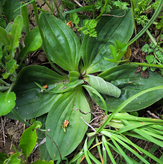 Plantago3a