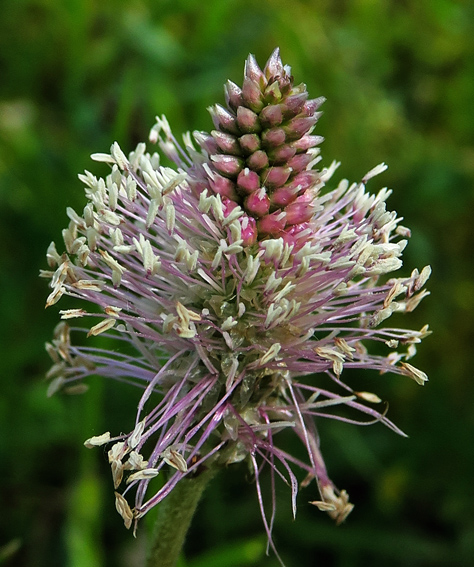 Plantago3c