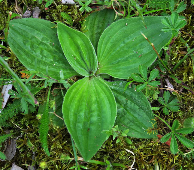 Plantago3b