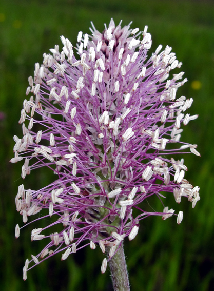 Plantago4