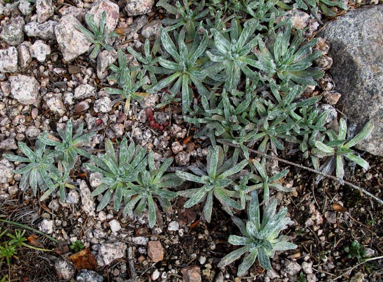 Plantago11