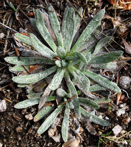 Plantago12