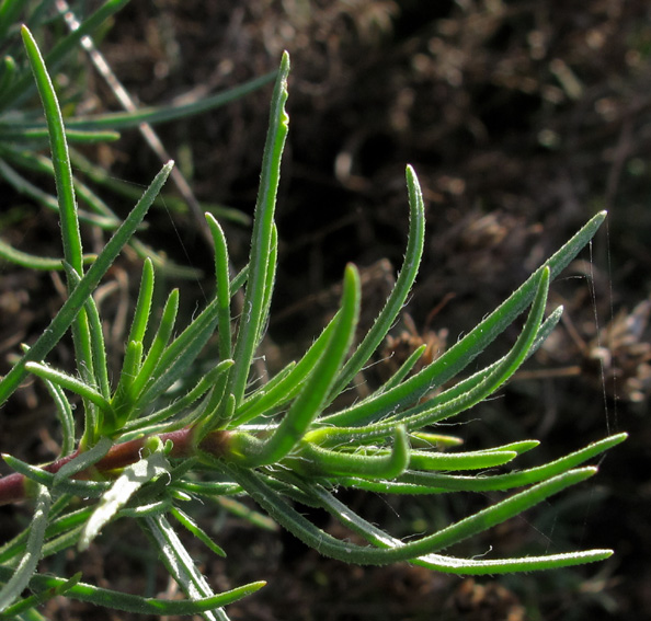 Plantago13