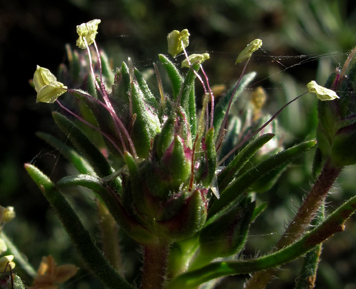 Plantago14