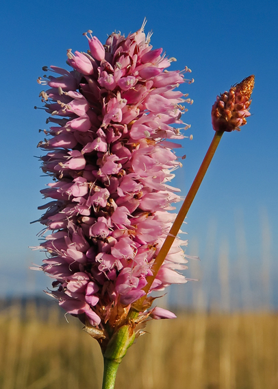 Polygonum3