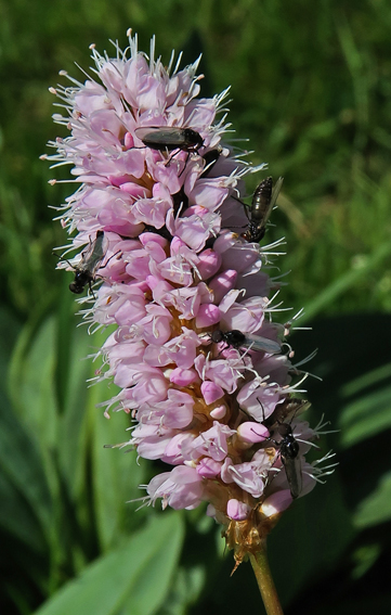 Polygonum4b