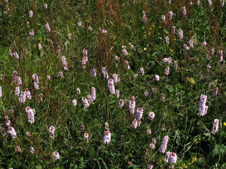 Polygonum1