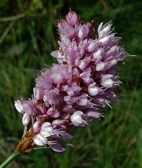 Polygonum4a