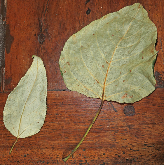 Populus