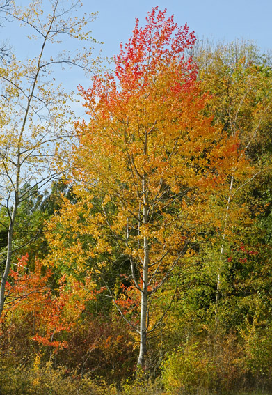 Populus