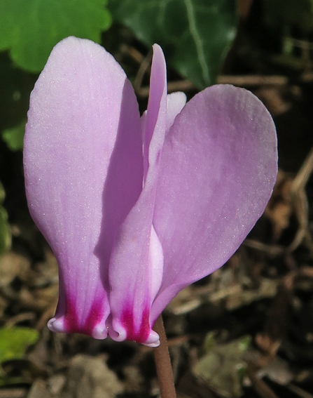 Cyclamen2