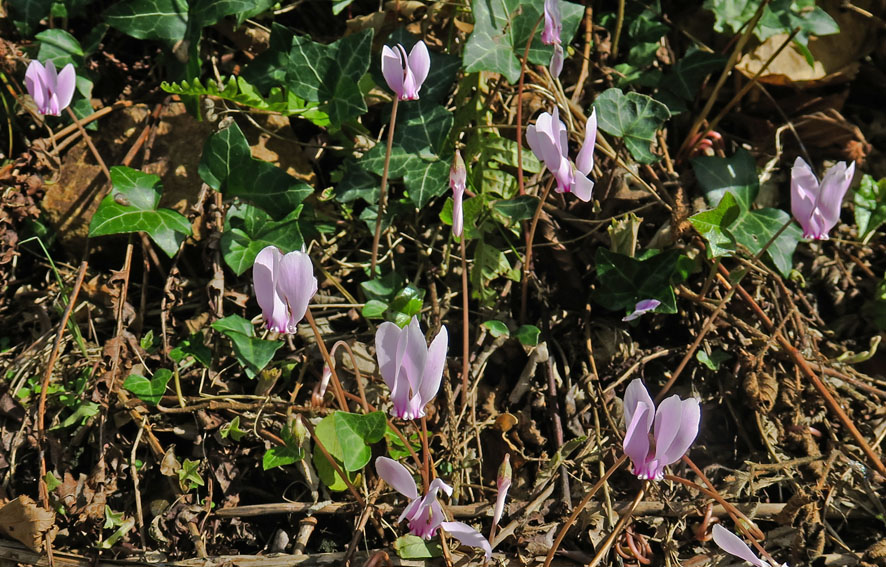 Cyclamen1