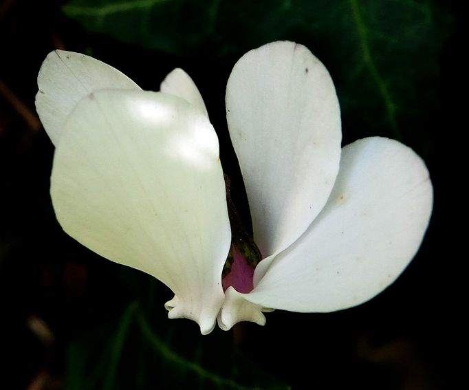 Cyclamen3