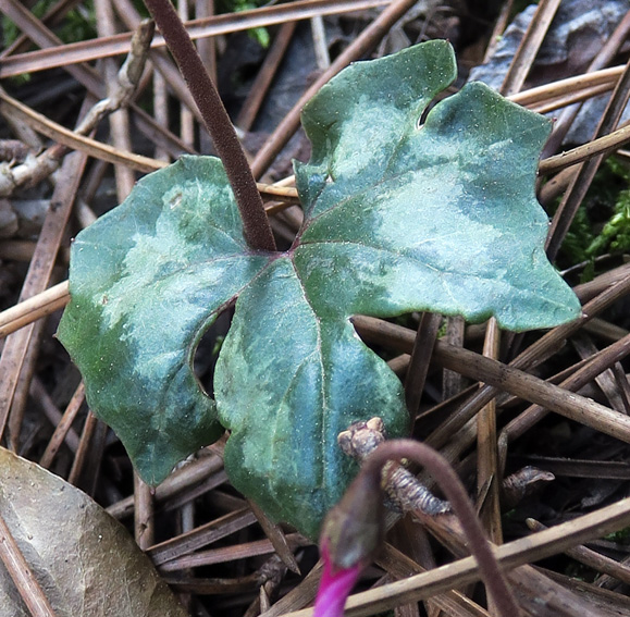 Cyclamen5