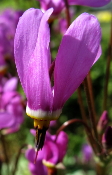 Dodecatheon3