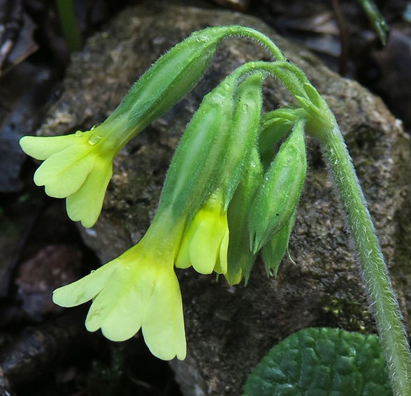 Primula3c