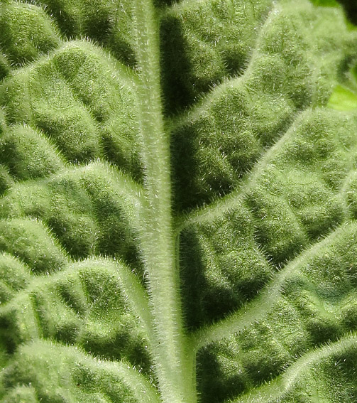 Primula9