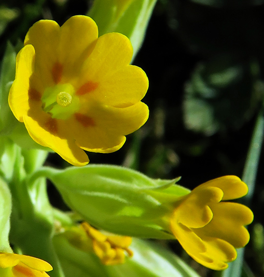 Primula2c