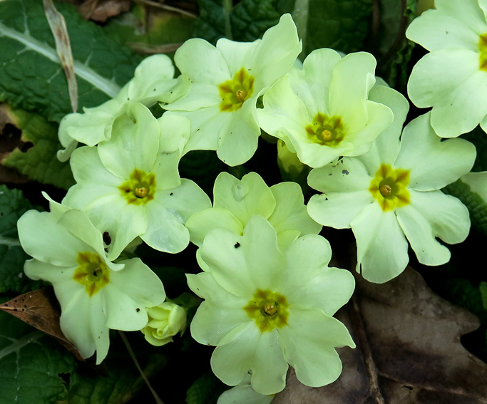 Primula4b