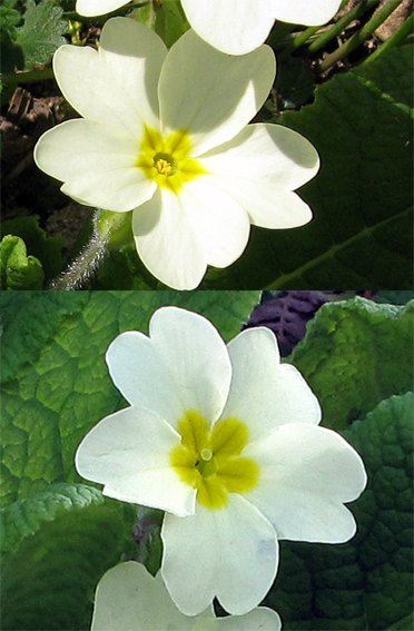 Primula5b