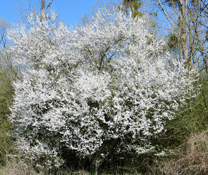 Prunus3a1