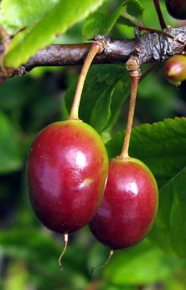 Prunus5
