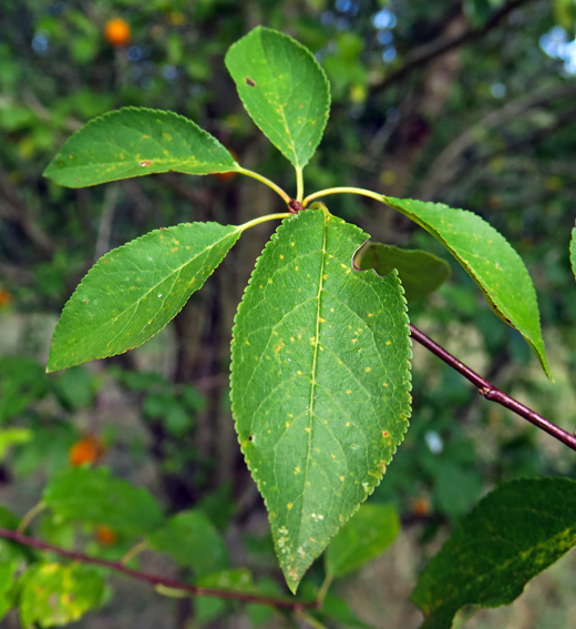 Prunus5a1