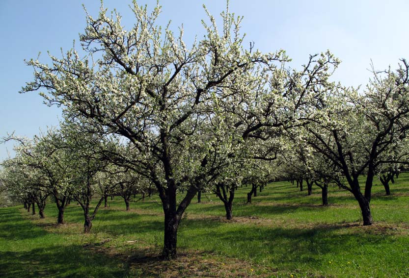 Prunus7a