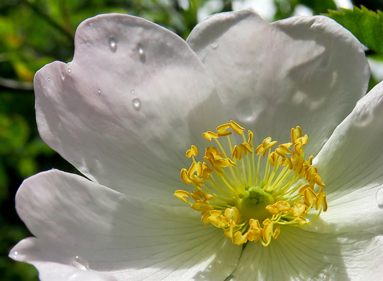 Rosa1