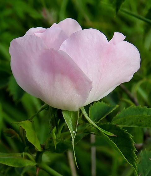 Rosa7