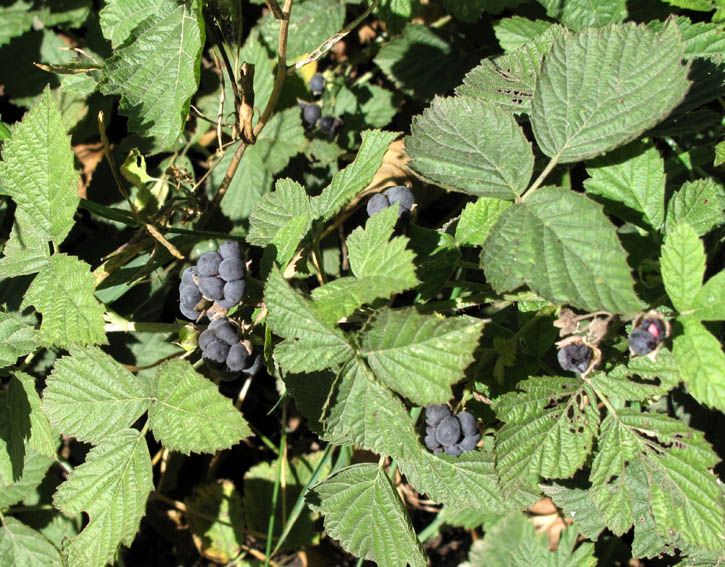 Rubus4