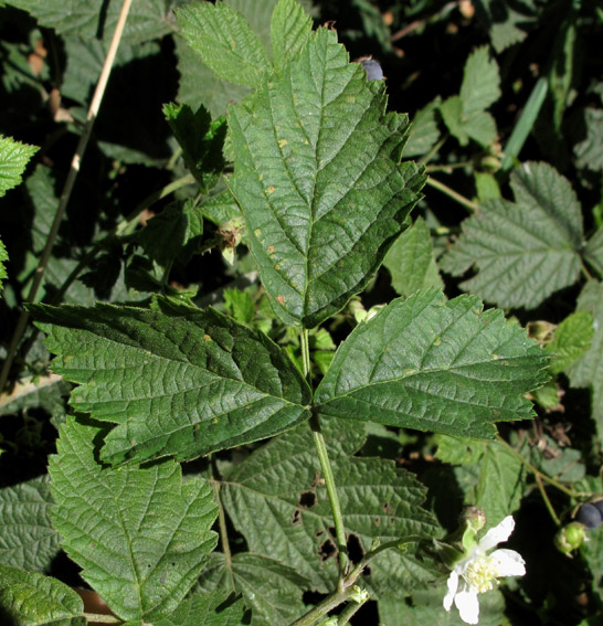 Rubus5