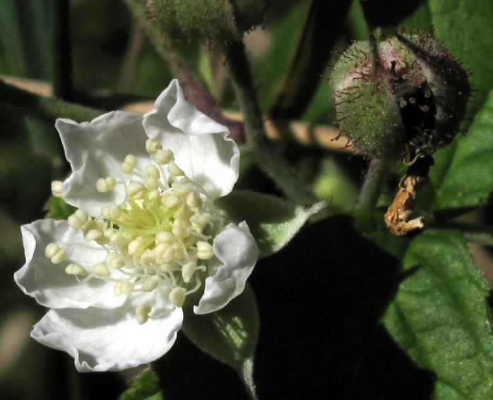 Rubus5a