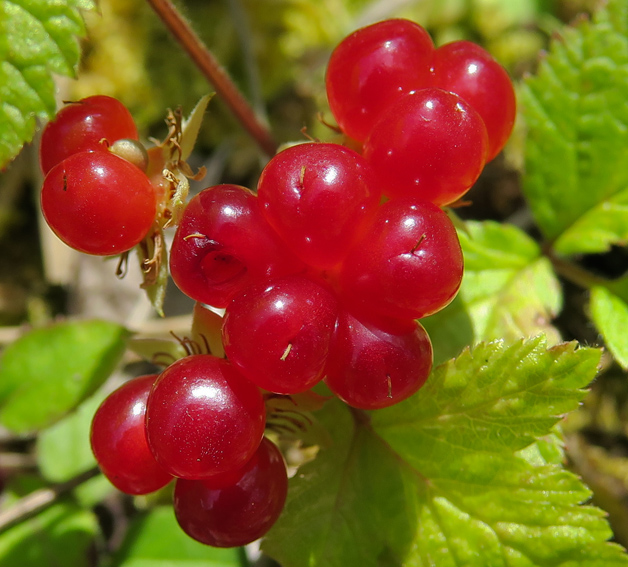 Rubus6d