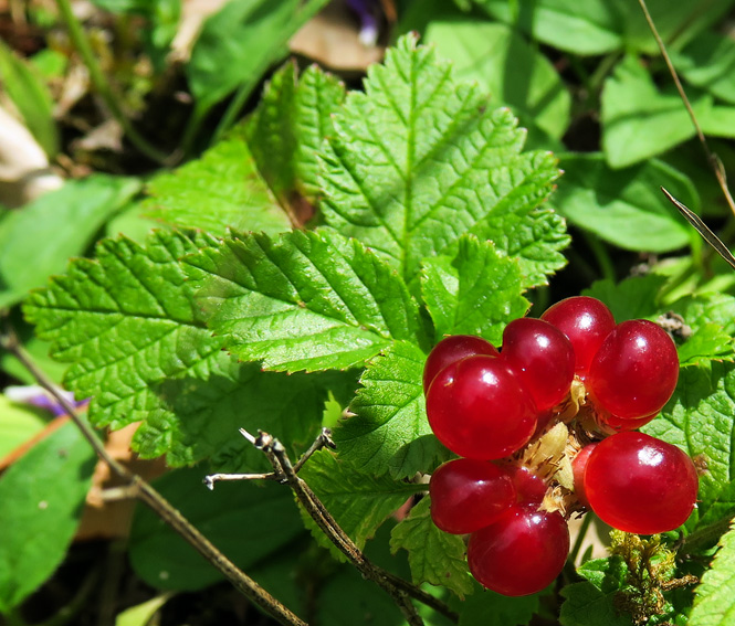 Rubus6b
