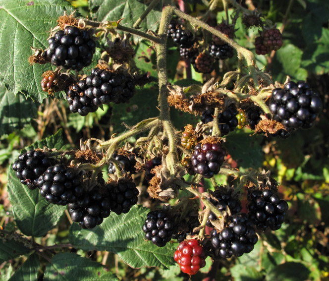 Rubus1a