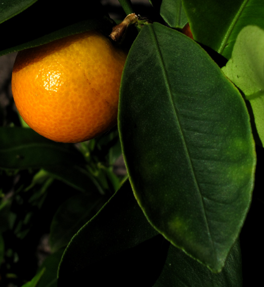 Citrus6