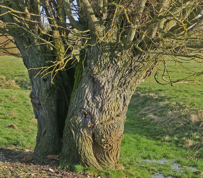 Salix1c
