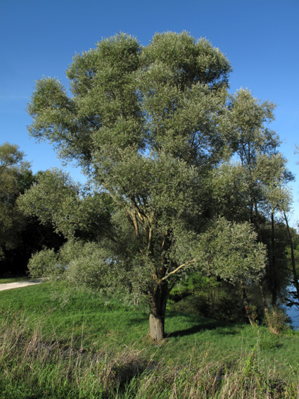 Salix1