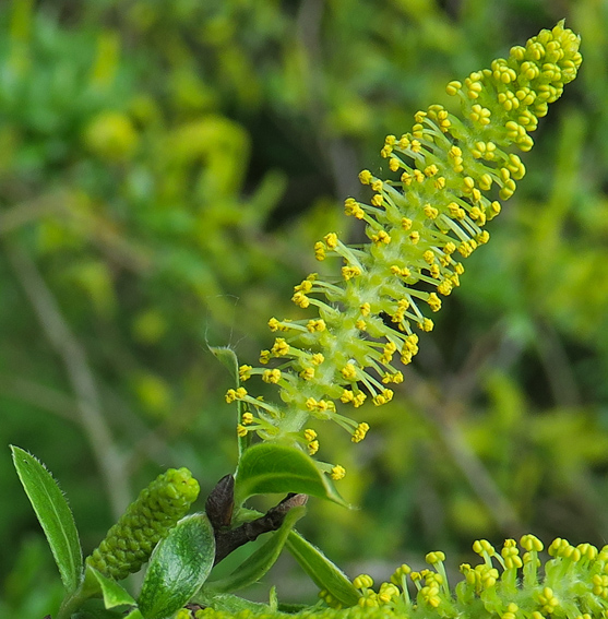 Salix3