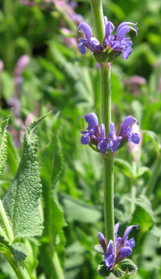 Salvia8