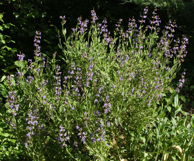 Sauge à fleur blanche condimentaire - Salvia officinalis 'Albiflora