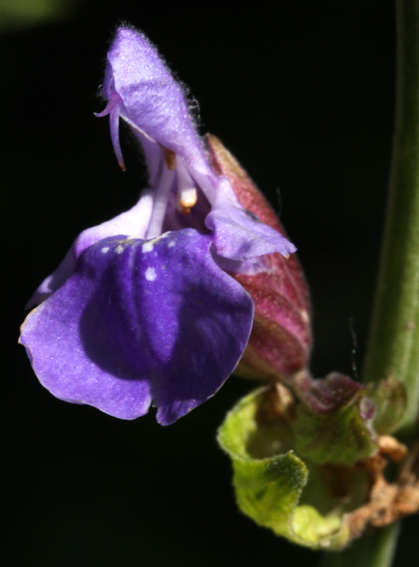 Salvia1e