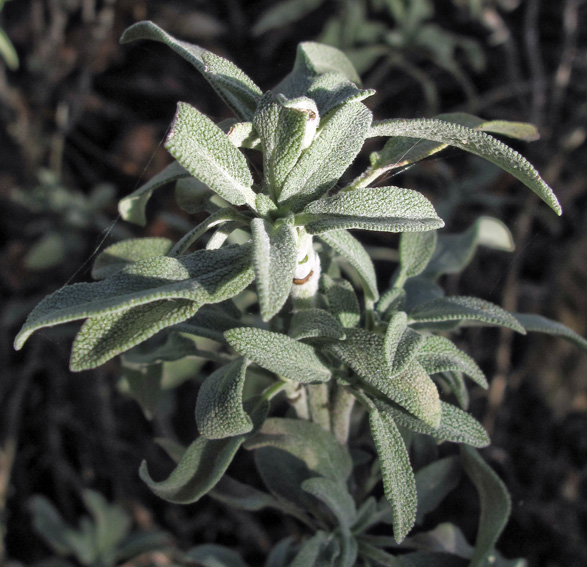 Salvia22