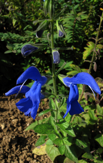 Salvia15