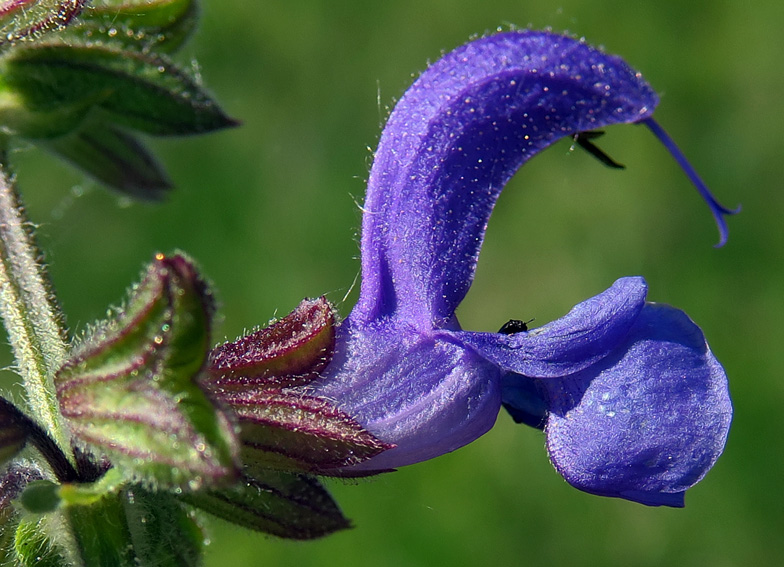 Salvia4b