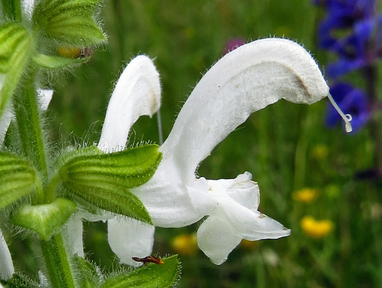 Salvia3c